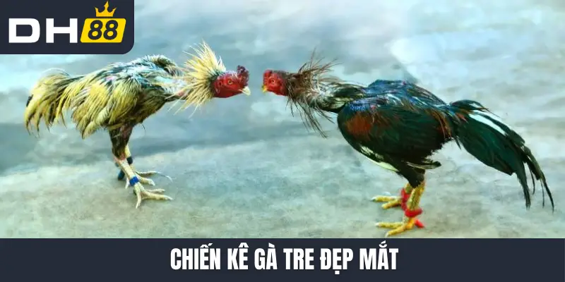 Chiến kê gà tre đẹp mắt