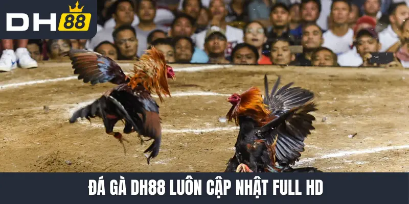 Đá gà DH88 luôn cập nhật Full HD