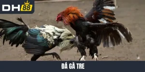 Đá gà tre